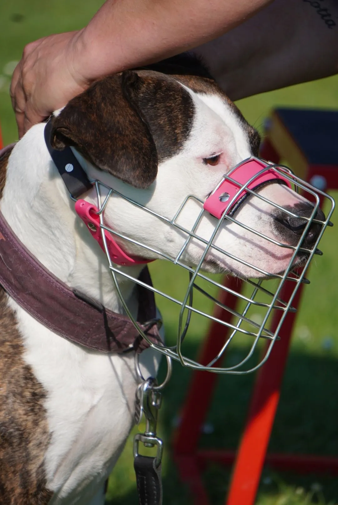 Hund mit individuell angepasstem Maulkorb