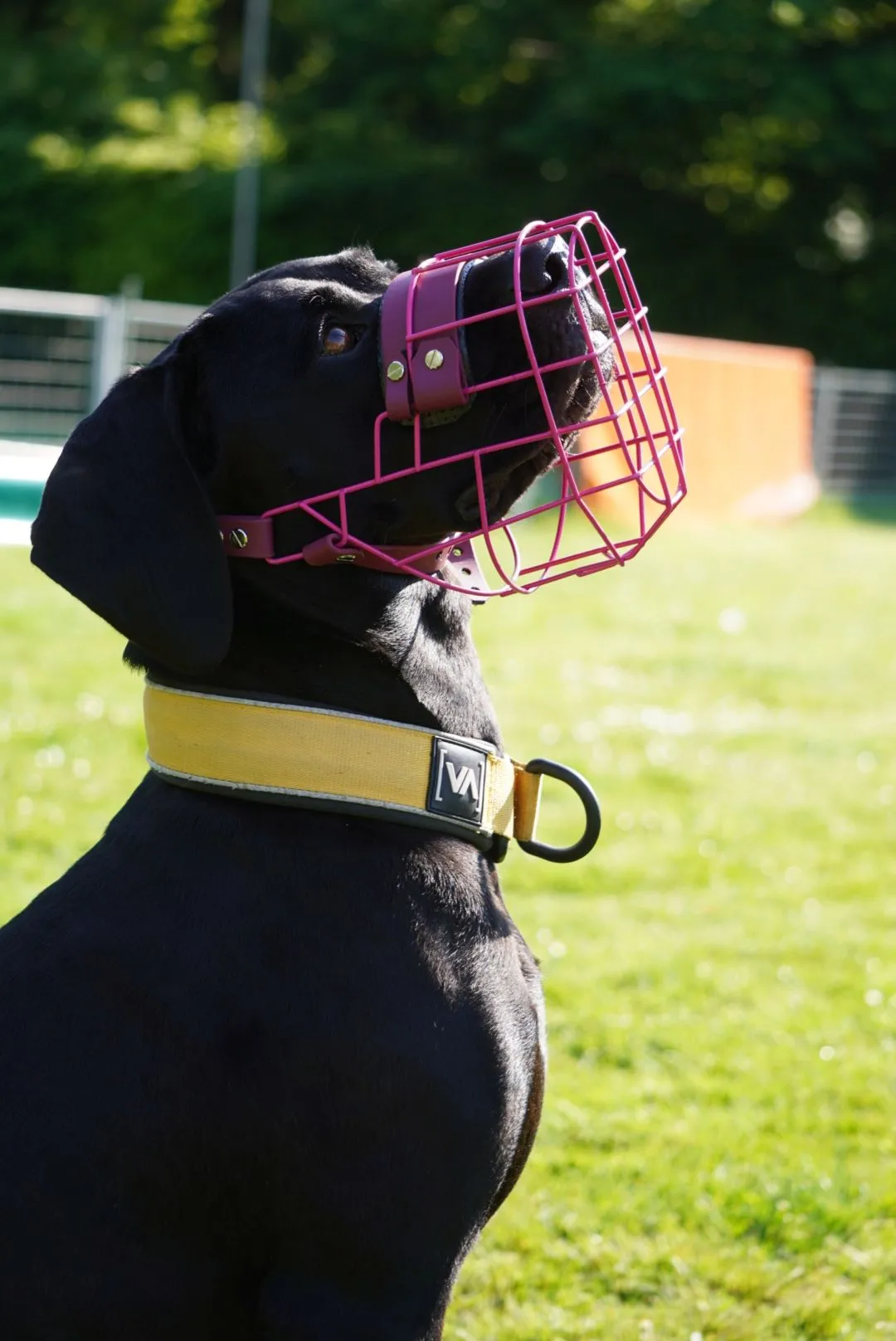Hund trägt einen individuell angepassten Maulkorb